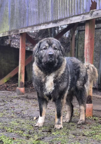 neuestes Tier in der Vermittlung