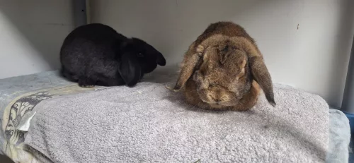 Beitragsbild Kleintier