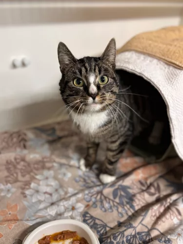 neuestes Tier in der Vermittlung