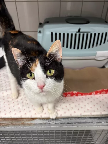 neuestes Tier in der Vermittlung