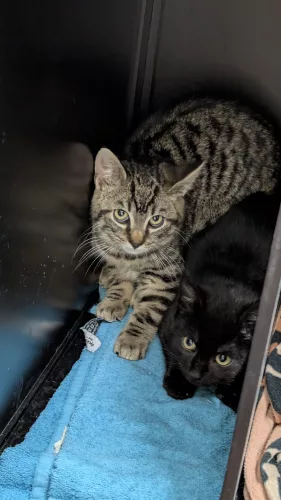 neuestes Tier in der Vermittlung