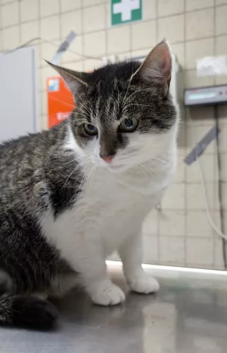 neuestes Tier in der Vermittlung