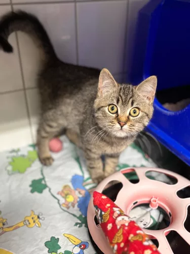 neuestes Tier in der Vermittlung