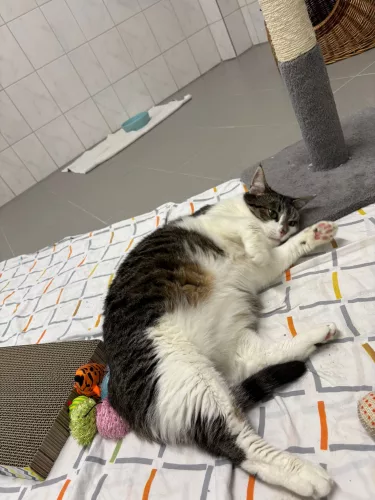 neuestes Tier in der Vermittlung