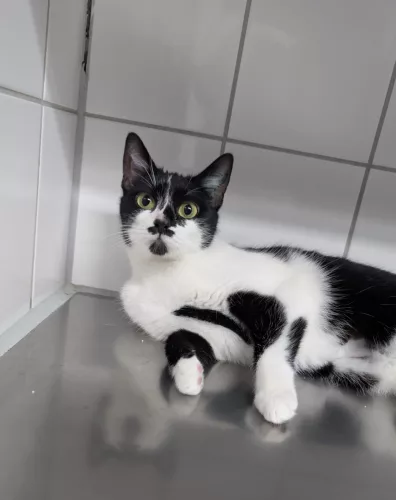 neuestes Tier in der Vermittlung