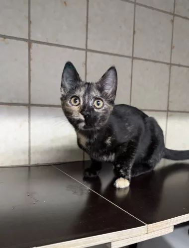 neuestes Tier in der Vermittlung