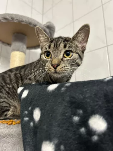 neuestes Tier in der Vermittlung