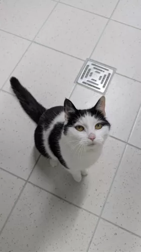 neuestes Tier in der Vermittlung