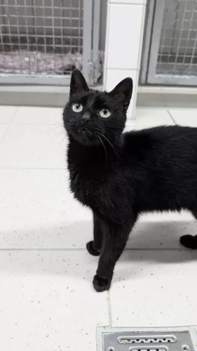 neuestes Tier in der Vermittlung