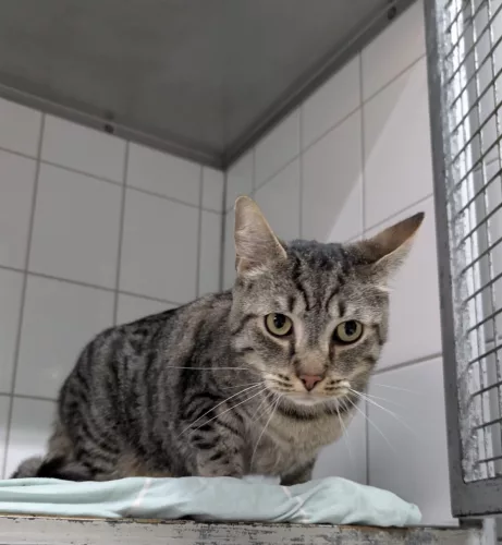 neuestes Tier in der Vermittlung