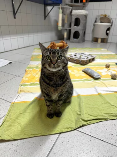 neuestes Tier in der Vermittlung