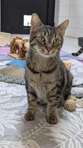 Beitragsbild ehemaliges Tier