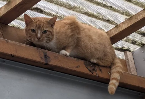 neuestes Tier in der Vermittlung