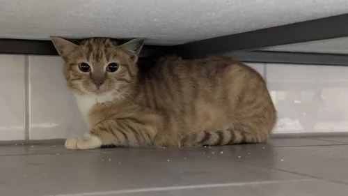 neuestes Tier in der Vermittlung