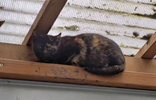 neuestes Tier in der Vermittlung