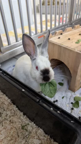 neuestes Tier in der Vermittlung