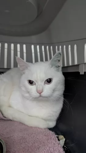 neuestes Tier in der Vermittlung