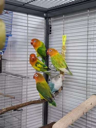 neuestes Tier in der Vermittlung