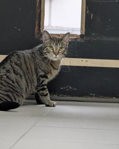 neuestes Tier in der Vermittlung