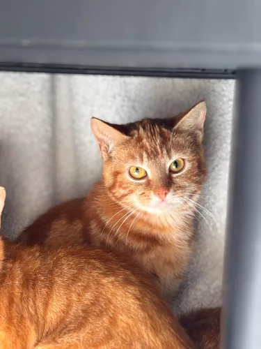 Beitragsbild ehemaliges Tier