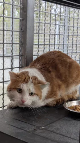 neuestes Tier in der Vermittlung