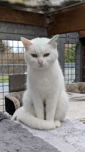 neuestes Tier in der Vermittlung