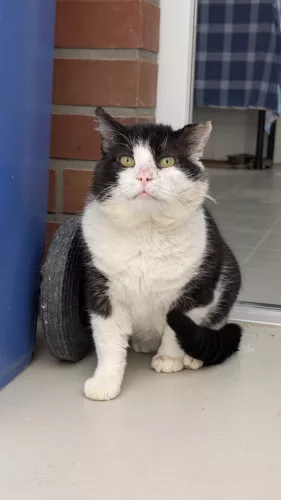 neuestes Tier in der Vermittlung