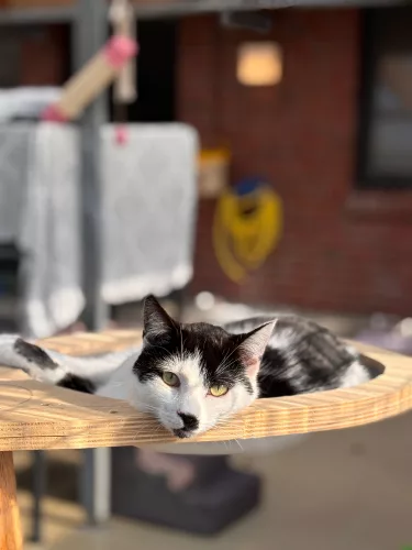 Beitragsbild Katze
