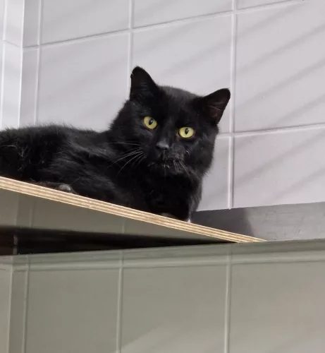Beitragsbild Katze