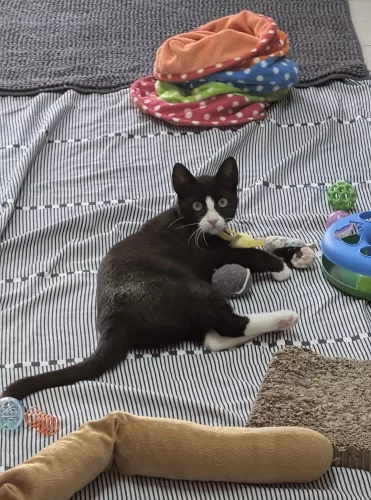 Beitragsbild Katze