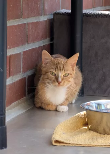 Beitragsbild Katze