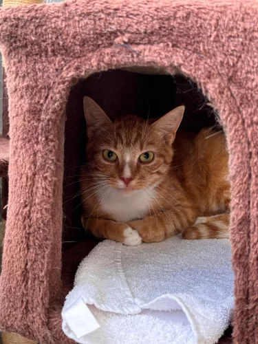 Beitragsbild Katze