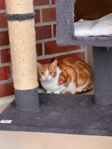 Beitragsbild Katze