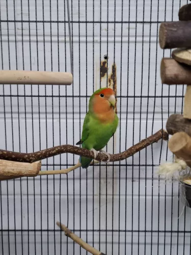 neuestes Tier in der Vermittlung