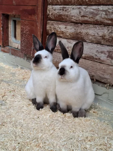 Beitragsbild Kleintier