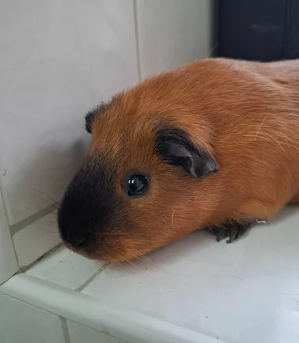 neuestes Tier in der Vermittlung