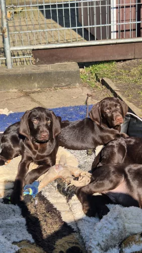 neuestes Tier in der Vermittlung