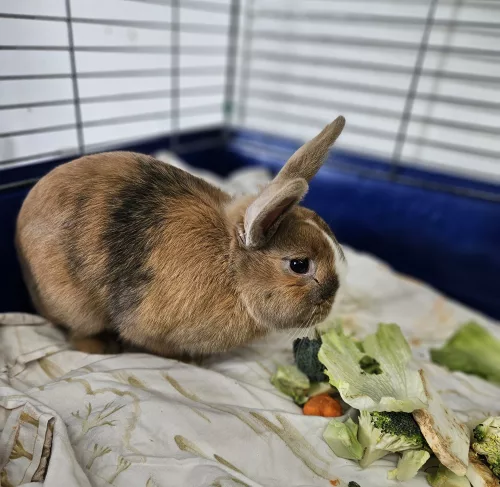 neuestes Tier in der Vermittlung