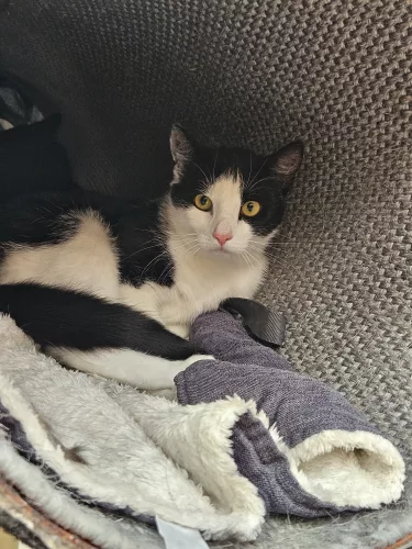 Beitragsbild Katze