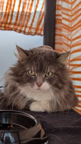 neuestes Tier in der Vermittlung