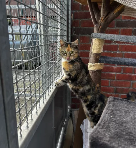 neuestes Tier in der Vermittlung