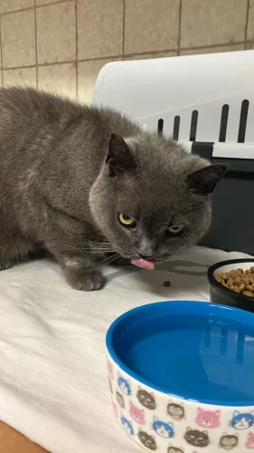 Beitragsbild Fundtier