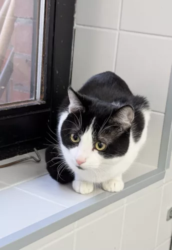 neuestes Tier in der Vermittlung