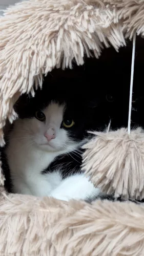 neuestes Tier in der Vermittlung