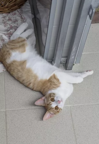 neuestes Tier in der Vermittlung