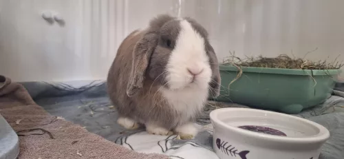 Beitragsbild Fundtier