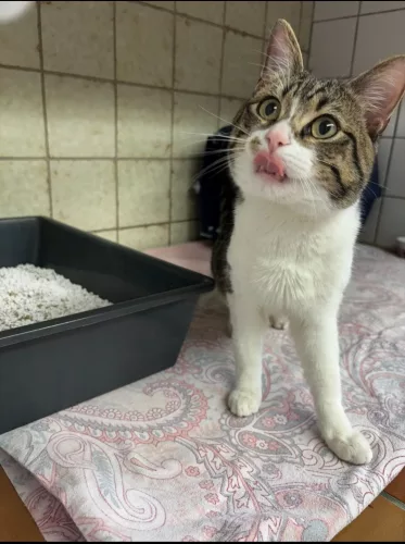 Beitragsbild Fundtier