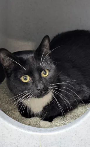 neuestes Tier in der Vermittlung