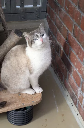 neuestes Tier in der Vermittlung