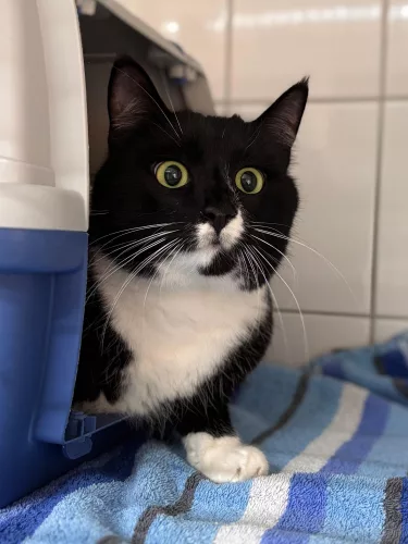 neuestes Tier in der Vermittlung